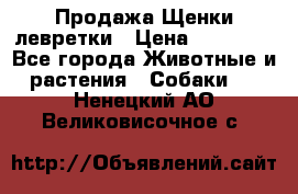 Продажа Щенки левретки › Цена ­ 40 000 - Все города Животные и растения » Собаки   . Ненецкий АО,Великовисочное с.